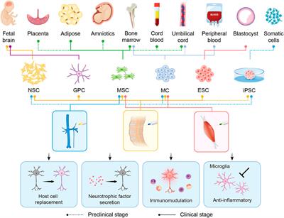 Potential of Cellular Therapy for ALS: Current Strategies and Future Prospects